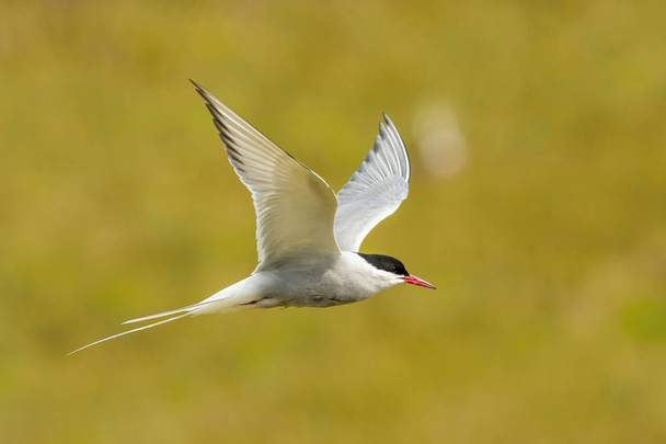 The Arctic Tern, Sterna paradisaea is flying and looking for its chicks to feed them, they nest in typical medow, at the famous Jkulsarlon glacier lake in Iceland - Photo, Image