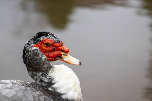 Moskauer Ente Nahaufnahme von Auge und rotem Gesicht (cairina moschata)) - Foto, Bild