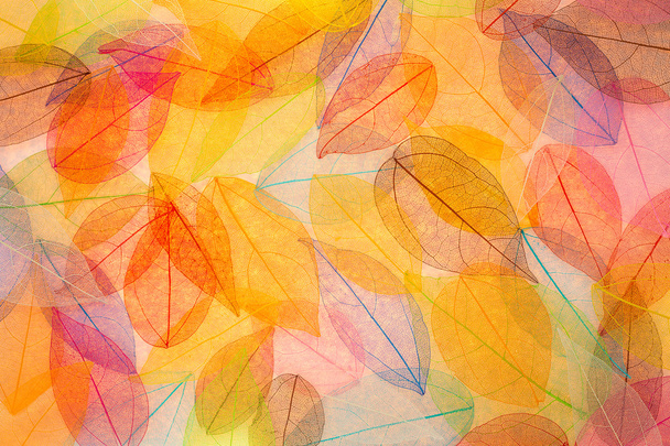 Abstract autumn background - Foto, immagini