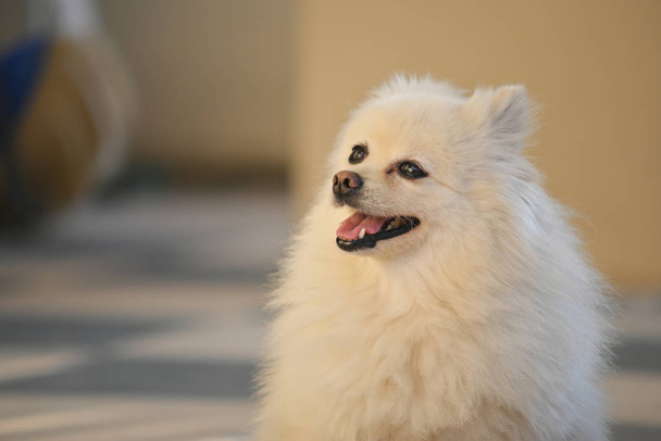 heureux chien poméranien blanc adorable petit animal de compagnie aux cheveux longs pelucheux
 - Photo, image