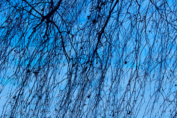 Blurred abstract nature background. Cropped shot of tree over blue sky background. Branches silhouettes over blue sky background. - Photo, Image