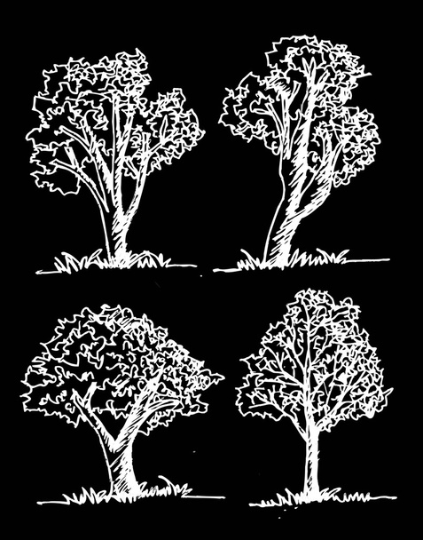 Árboles vectoriales con hojas
 - Vector, imagen