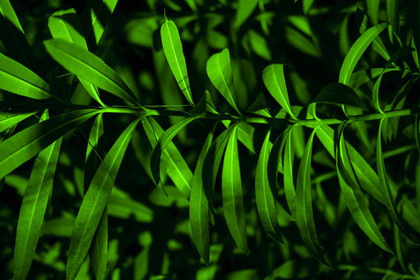 Plant branches with green leaves close up view - Foto, afbeelding