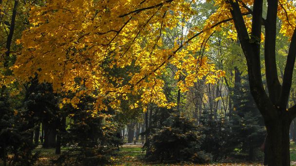 journée ensoleillée d'automne dans le parc avec des branches d'érable jaune
  - Photo, image