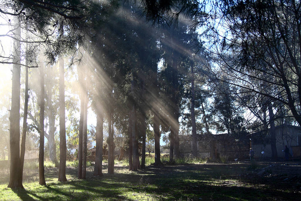 Otoño por la mañana rayos de luz del sol penetrando a través de los árboles y la niebla al pequeño árbol joven
 - Foto, imagen