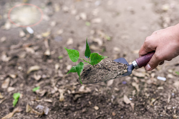 小さな緑の木で土を掘るためにスプーンハンドルの写真 - 写真・画像