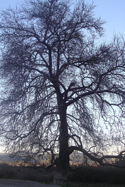 Çayırdaki ıssız kireç ağacı. Çayırdaki tek ağaç. Kocaman bir ağaç.. - Fotoğraf, Görsel