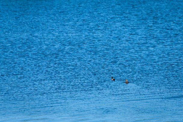 δύο άγριες πάπιες σε φόντο γαλάζιου νερού · οι αρσενικές και οι θηλυκές πάπιες κολυμπούν μακριά, εστιάζουν και ακονίζουν στις πάπιες - Φωτογραφία, εικόνα