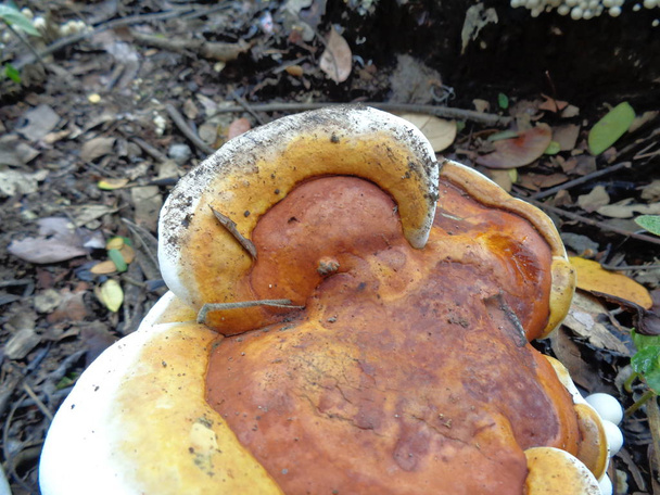 Ganoderma is a genus of polypore fungi in the family Ganodermataceae found in the trunk of tree, They are sometimes called shelf mushrooms or bracket fungi. sometime use for medicine - Photo, Image