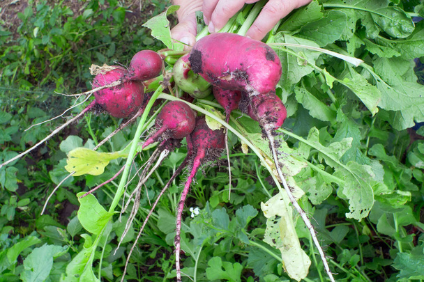 zbiory rzodkiewki warzywnej w rękach rolnika. ekologiczne dojrzałe warzywa w gospodarstwie ekologicznym - Zdjęcie, obraz
