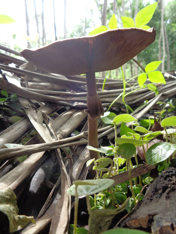 webcap mortal Cortinarius rubellus cogumelo venenoso na natureza
 - Foto, Imagem