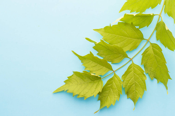 leaf sprig on a blue background - Photo, image
