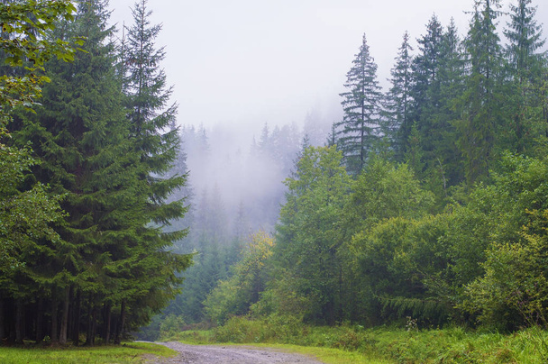 camino forestal, sendero en el bosque, colinas montañas, viajes, palmaditas
 - Foto, imagen