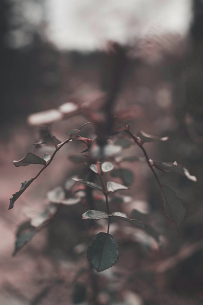 Rose stem with leafes during winter month in processed dull retr - Photo, Image