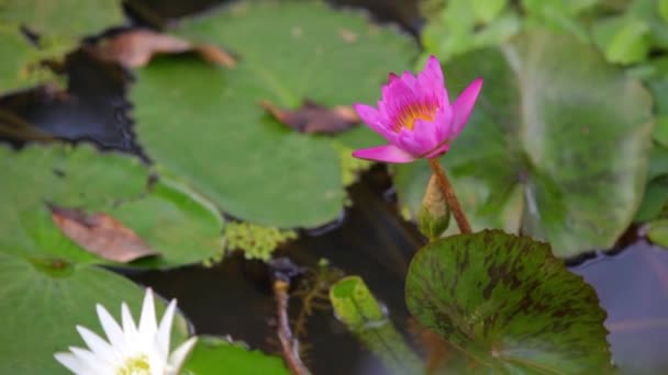 flor de loto en el agua - Metraje, vídeo
