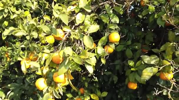Świeże smaczne mandarynki rosną na plantacji drzew - Materiał filmowy, wideo
