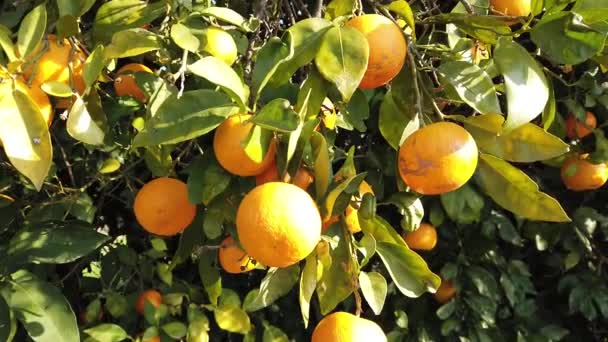 Čerstvé chutné mandarinky rostou na plantáži stromu - Záběry, video