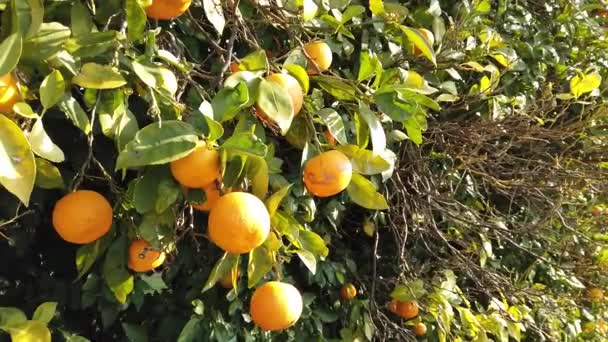 Čerstvé chutné mandarinky rostou na plantáži stromu - Záběry, video