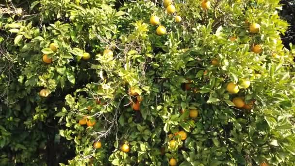 Свежие вкусные мандарины растут на плантации деревьев
 - Кадры, видео