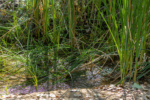 lames de hautes herbes agglomérées poussant au bord du ruisseau
 - Photo, image