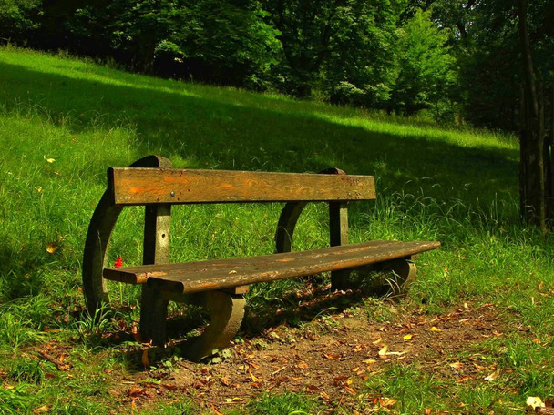 Bench in nature park - Photo, Image