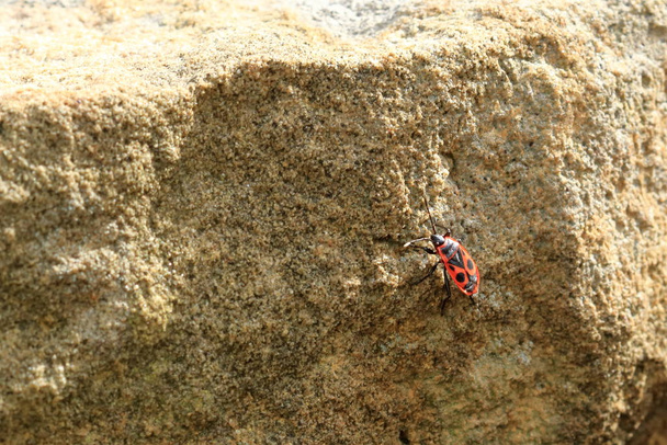 Red bug con puntos negros (firebug) sobre fondo de madera y arenisca
 - Foto, Imagen