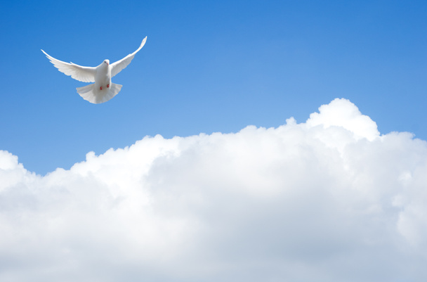 Valkoinen kyyhkynen lentää taivaalla - Valokuva, kuva