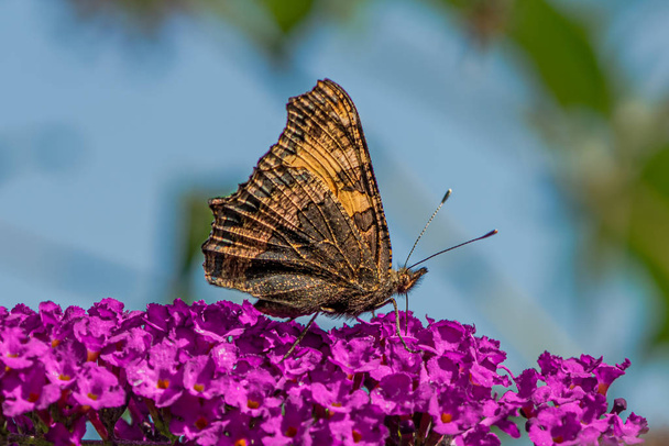 Peacock butterfly on purple flowers with its wings closed - Valokuva, kuva