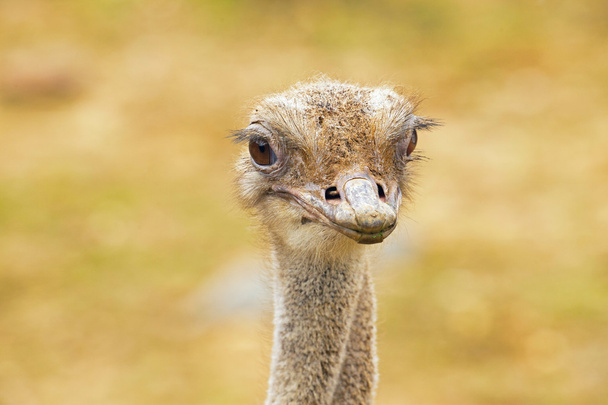 Close-up of the head of an adult ostrich in zoo. - Photo, Image