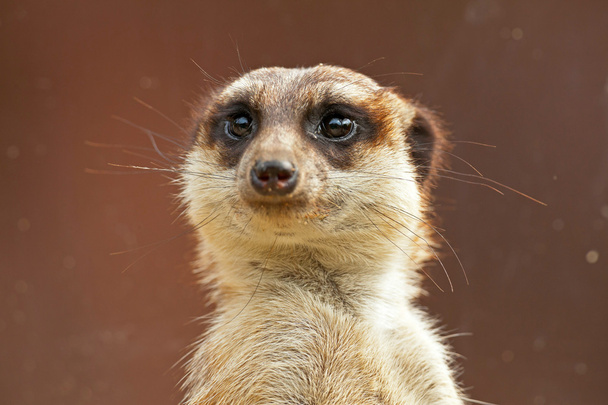 Meerkat in zoo. Close-up. - Photo, Image