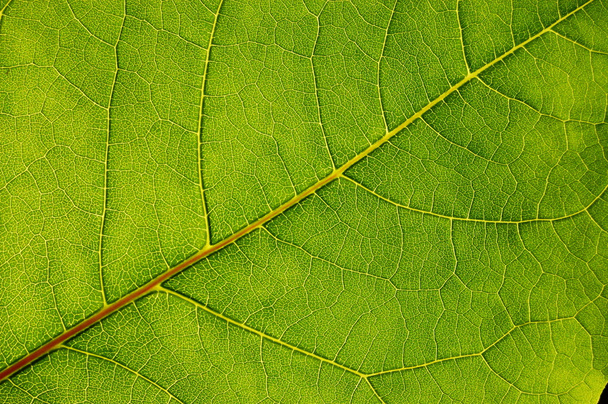 tekstura zielonego liścia - Zdjęcie, obraz