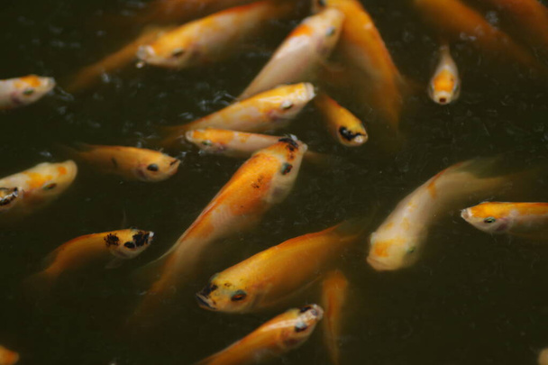 Orange colored Nile Tilapia fish /  Oreochromis niloticus at the pond - Photo, Image