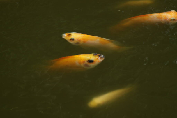 Orange colored Nile Tilapia fish /  Oreochromis niloticus at the pond - Photo, Image
