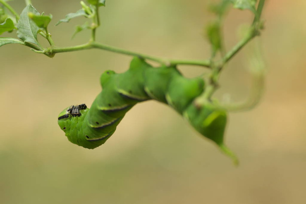 Green privet hawk moth / Sphinx ligustri caterpillar hanging on a tree - Photo, Image