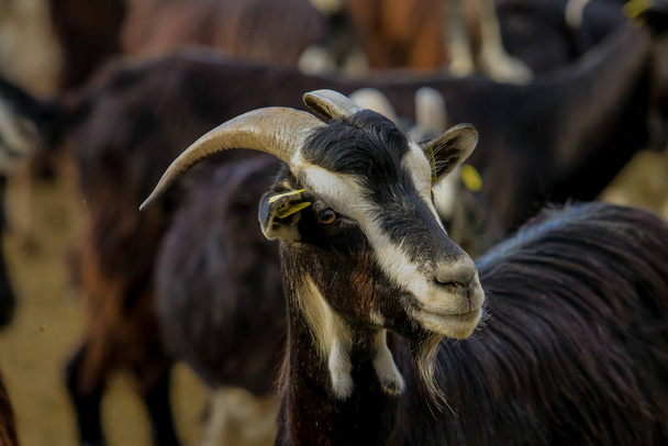 Exploitation of goat cattle. - Foto, imagen