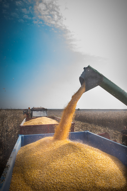 Colheita de milho
 - Foto, Imagem