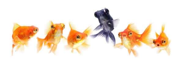 Goldfish isolated - Photo, Image