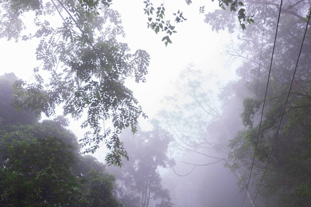 Pine tree forest with fog near mountain at Doi Mon Jong, Chiang Mai, Thailand - Photo, image