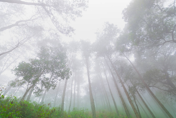 Pine tree forest with fog near mountain at Doi Mon Jong, Chiang Mai, Thailand - Photo, Image