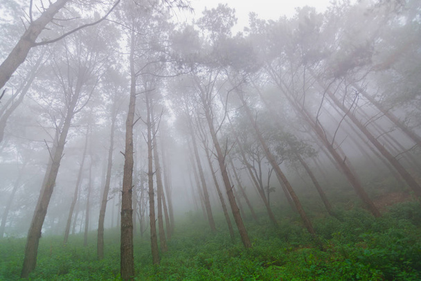 Pine tree forest with fog near mountain at Doi Mon Jong, Chiang Mai, Thailand - Fotoğraf, Görsel