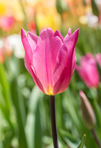 Colorful tulip flower bloom in the garden - Foto, Imagen
