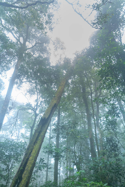 tropical rainforest at mon jong national park ,chaing mai,Thailand - Valokuva, kuva