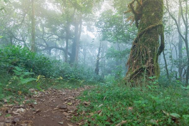 tropical rainforest at mon jong national park ,chaing mai,Thailand - Foto, imagen