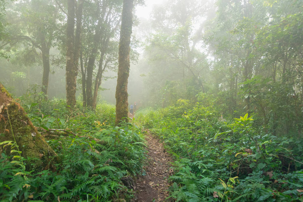 tropischer Regenwald im Mon Jong Nationalpark, Chaing Mai, Thailand - Foto, Bild