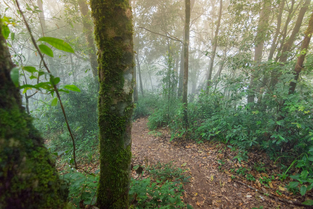 dirt walkway in tropical rainforest plants at mon jong international park Chaingmai, Thailand - Fotoğraf, Görsel