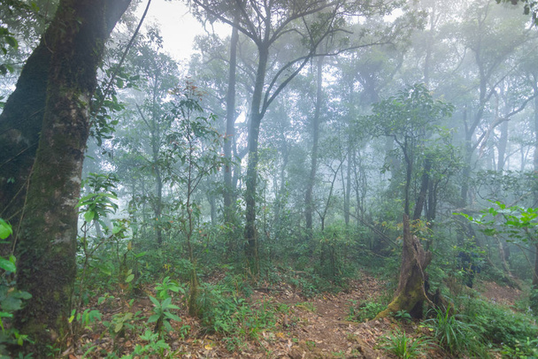 dirt walkway in tropical rainforest plants at mon jong international park Chaingmai, Thailand - Photo, image
