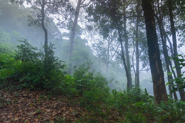 dirt walkway in tropical rainforest plants at mon jong international park Chaingmai, Thailand - Foto, immagini