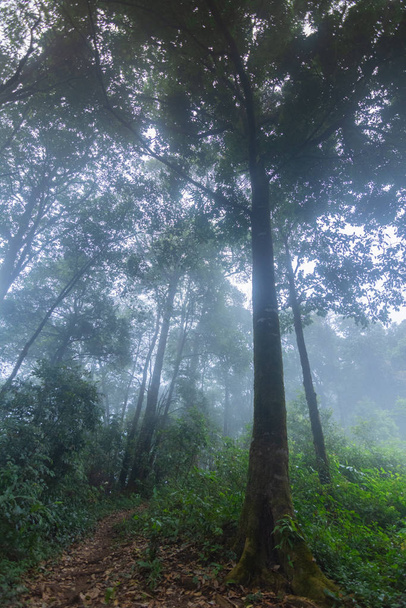 tropical rainforest plants at mon jong international park Chaingmai, Thailand - Foto, imagen