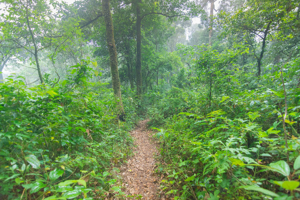 dirt walkway in tropical rainforest plants at mon jong international park Chaingmai, Thailand - 写真・画像