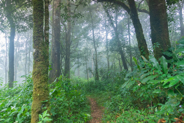 dirt walkway in tropical rainforest plants at mon jong international park Chaingmai, Thailand - Photo, image